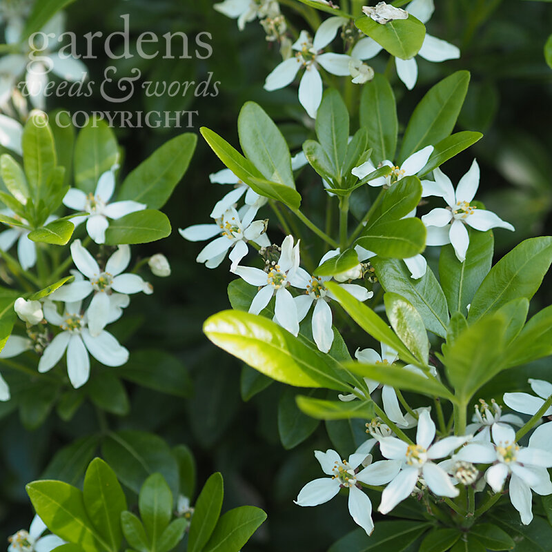 Day 155: Mexican orange blossom — GARDENS, WEEDS & WORDS